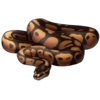 Ball Python: Classic 